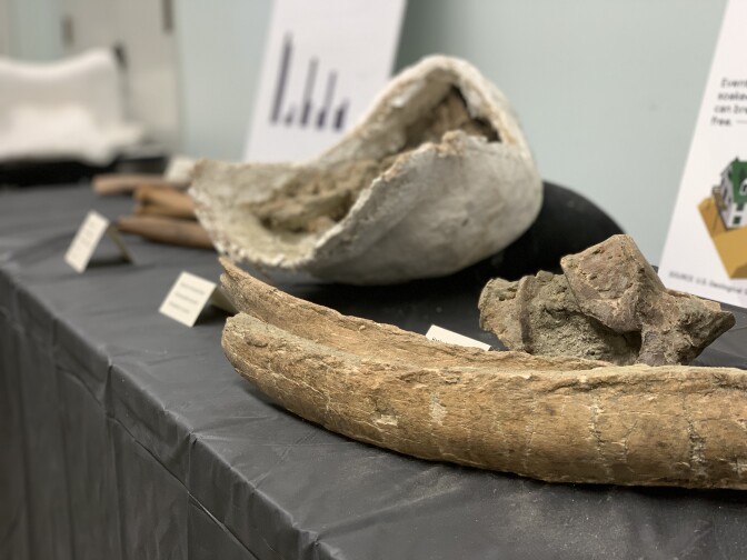 Fossils excavated during the Metro Purple Line Extension project come from long-extinct animals like mammoths, sabre-tooth cats and giant ground sloths