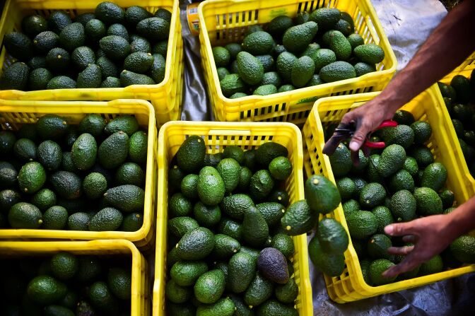 A farmer harvests avocados at an orchard in the municipality of Uruapan, Michoacan State, Mexico, on October 19, 2016.
With the United States buying most of the Mexican avocado production and the domestic demand constantly growing, the price of avocados in Mexico is suffering frecuent increases.  / AFP / Ronaldo SCHEMIDT        (Photo credit should read RONALDO SCHEMIDT/AFP/Getty Images)