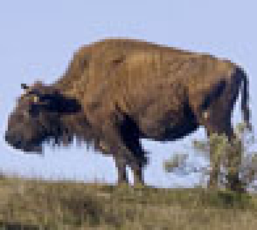 Bison graze on Catalina Island.