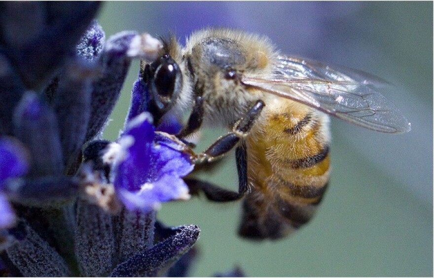 bees-flower.jpg