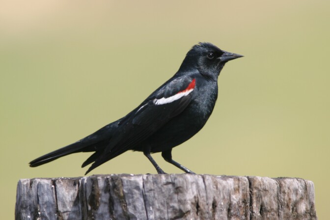 A Creative Commons image depicts the tricolored blackbird. The Fish and Game Commission, meeting in Los Angeles, voted Wednesday for a 180-day ban on harassing, harming or killing the birds, which are native to California.