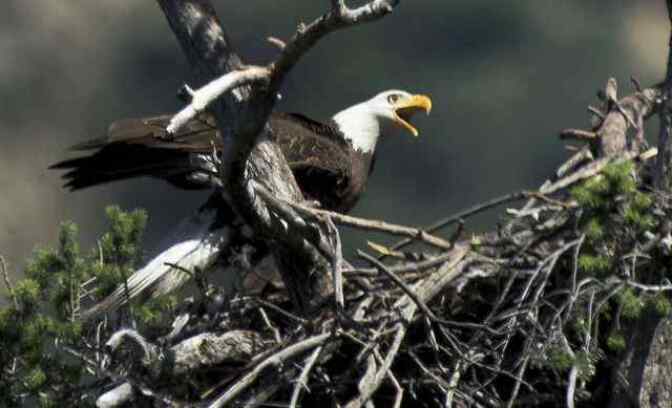 American Bald Eagle near the San Gabriel Dam