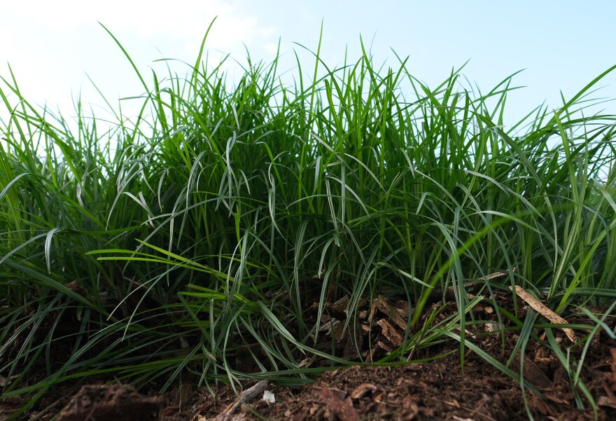 A towering wall of purple nutsedge, which looks like tall green grass.