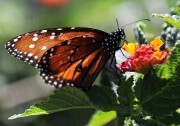 File: A butterfly is seen at the Los Angeles Natural History Museum on April 8, 2011 during the opening day for members at the Butterfly Pavilion. 