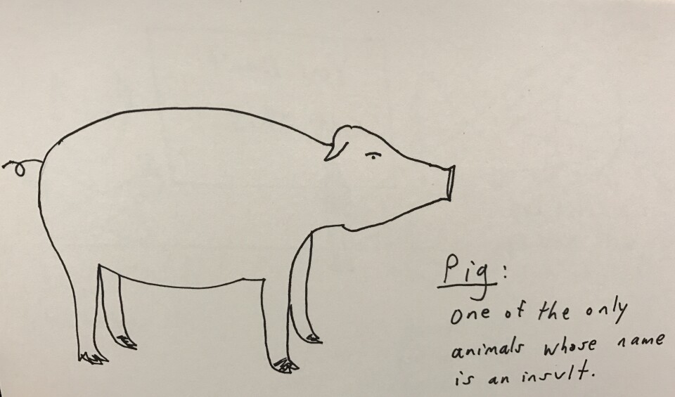 A doodle of a pig from one of Demetri Martin's many notebooks, which reads "Pig: One of the only animals whose name is an insult." 