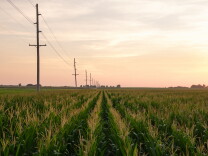 Rows of corn with a line of telephone polls to the left under a pink sky.
