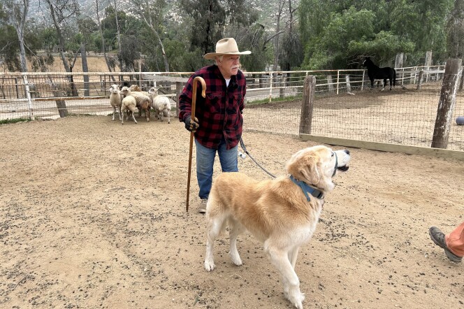 A man holds a shepherd's staff in one hand and a leash attached to a yellow dog in the other. He's in a pen with a small flock of sheep in the background.