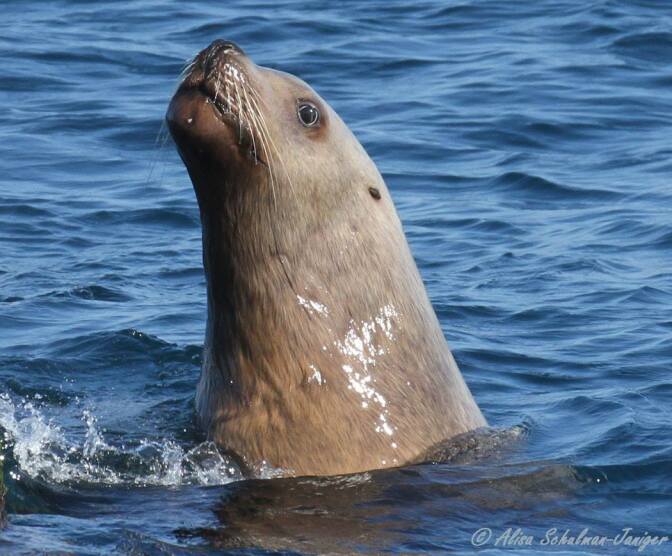 Rare male Steller sea lion photographed next to the Long Beach Buoy on February 17, 2015.