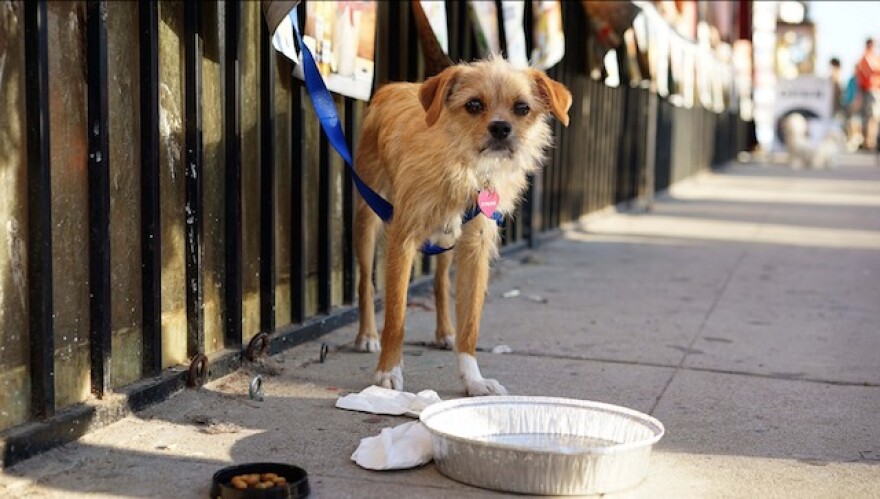 DiningWithDogsBill.jpg