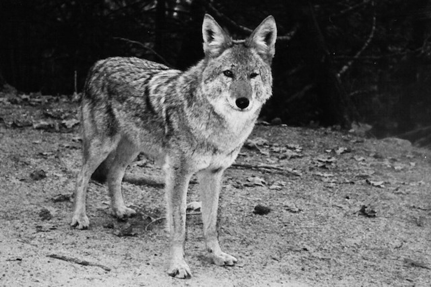 coyote-shutterstock.jpg