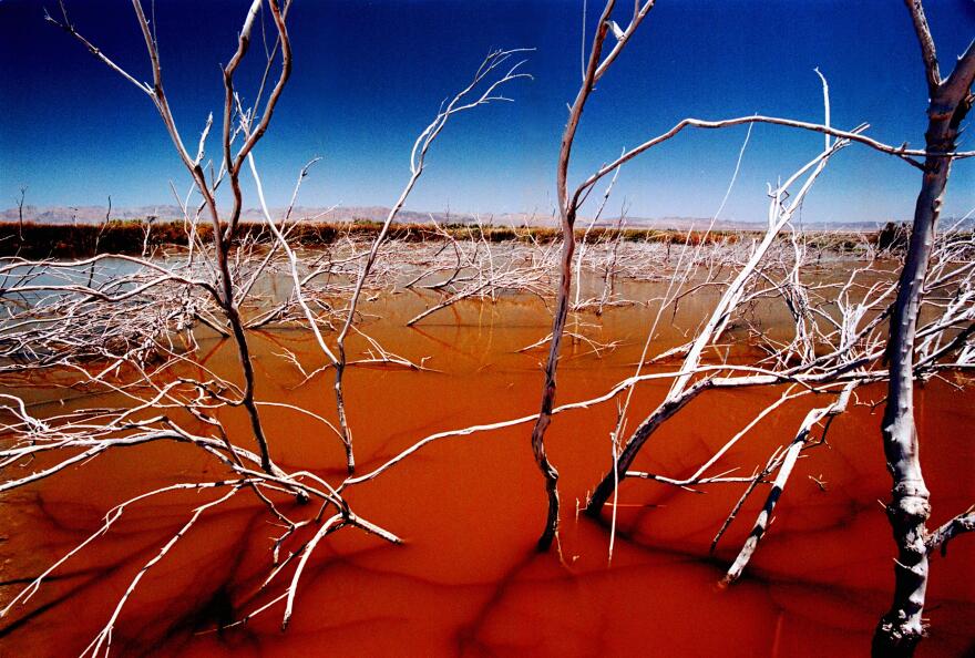 378253 11: Brackish water turns red with micro-organisms as the rising Salton Sea floods brush north of Calipatria, CA, July 29, 2000. The state's largest and saltiest lake, landlocked in the Colorado Desert of southern California, was formed by accident during a Colorado River water diversion project nearly 100 years ago and is still rising. Amid debate over whether the sea is facing ecological collapse, plans are being drafted to save the formerly important recreational area. (Photo by David McNew/Newsmakers)