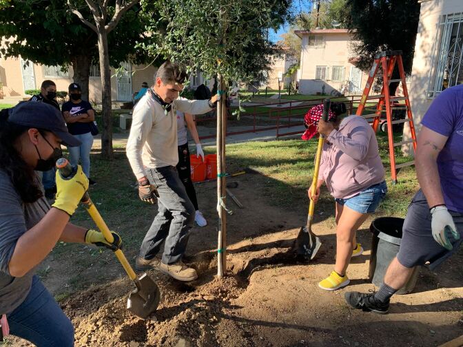 Several people shovels dig into dirt to plant trees; one person holding up a young tree, covering its roots with soil 