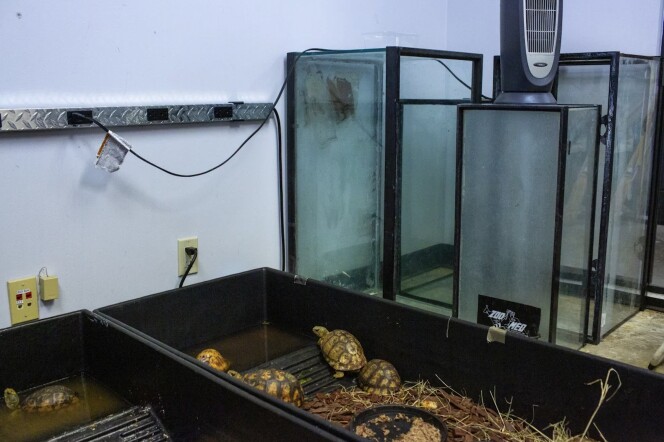 In a room of an office building, a black tub contains five turtles with wood-chips and a bowl of food. Next to the tub are empty tanks and with a tower fan on top of them. 