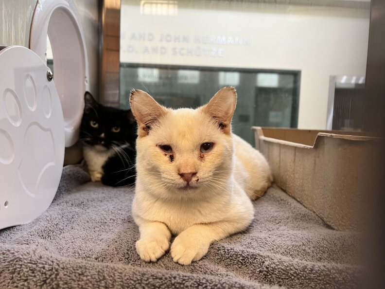 A white cat on a bed. The cat has scabs on its eye, and another black cat is behind them.