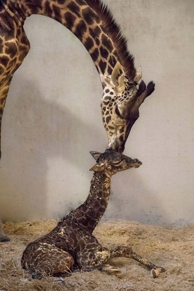 The L.A. Zoo welcomed a newborn female Masai giraffe in early November, and starting Monday, Nov. 28, you can also feed her and the other animals.
