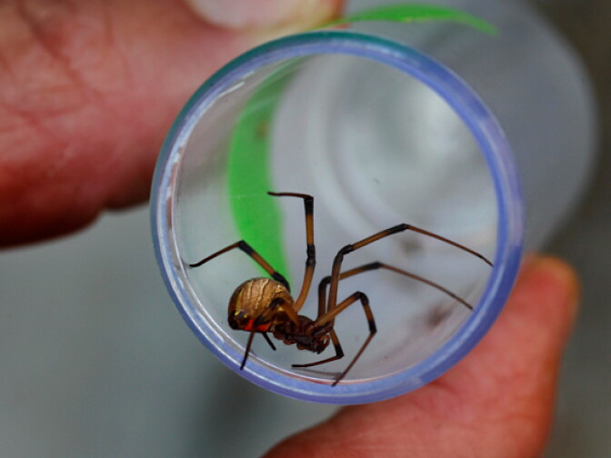 Entomologist Lenny Vincent holds a plastic tube containing a brown widow spider that he and a team of students and other scientists gathered for research. Scientists are trying to learn more about this relatively new species and where it came from July 15, 2011.  (Photo by Mark Boster/Los Angeles Times via Getty Images)