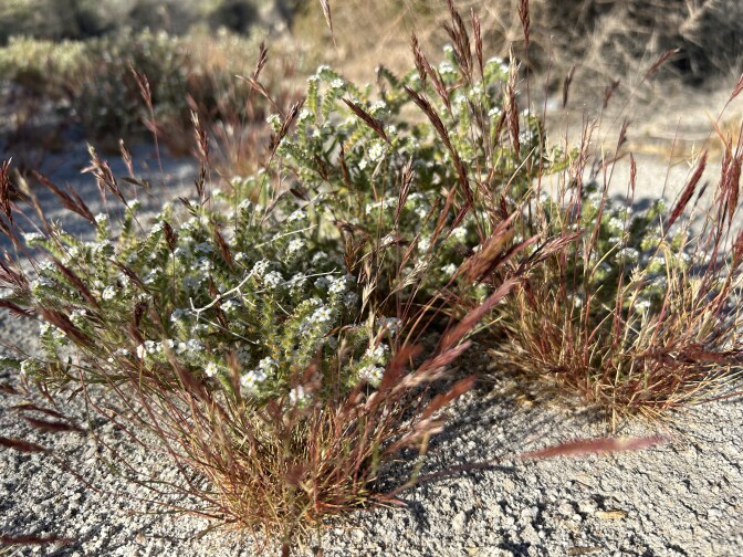 A close look at tiny white flowers in bloom against a sandy, desert landscape. 
