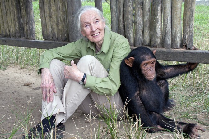 Jane Goodall with Motambo, an orphan at the JGI Tchimpounga Chimpanzee Rehabilitation Center.