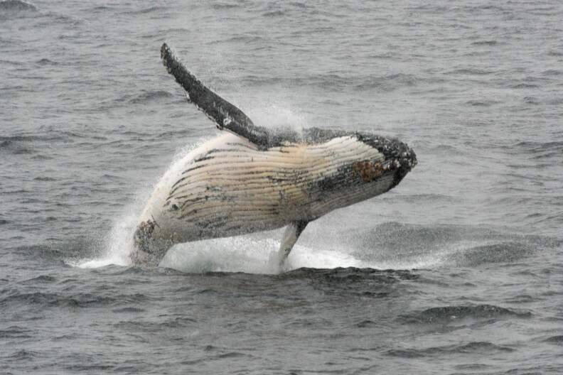 A humpback whale jumps out of the water in the western Antarctic peninsula, on March 05, 2016. 
