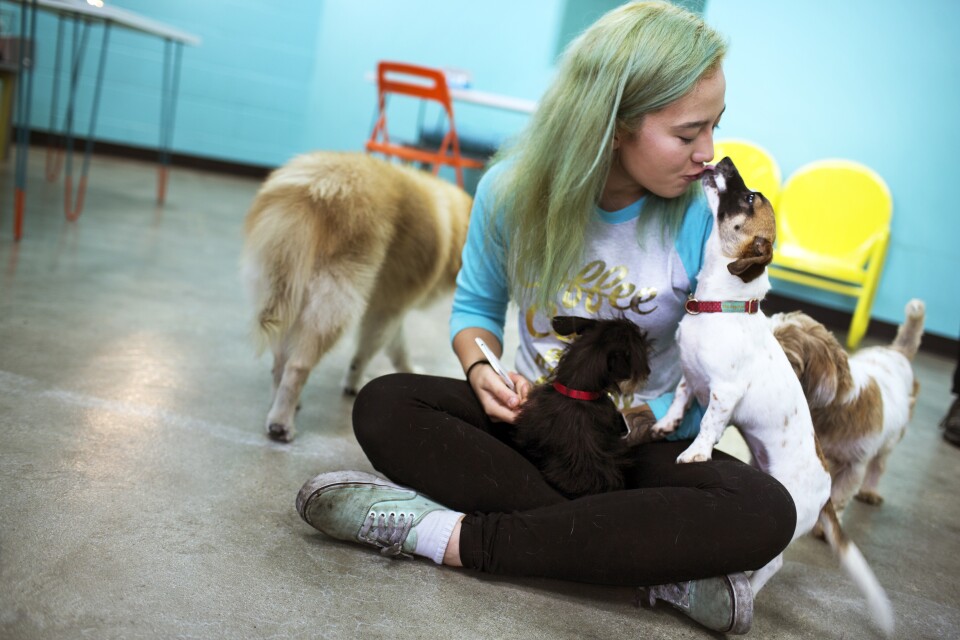 Sarah Wolfgang, owner of the Dog Cafe in Silver Lake, says the cafe format is a way to revolutionize how people come to meet and adopt dogs.