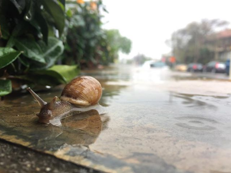 A snail, brown in color, is photographed in a puddle on the street.