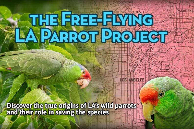 A digital b banner promoting The Free-Flying LA Parrot Project. It features two green parrots with red feather on their heads. One is perched in a tree. The other is overlaid on a map of Los Angeles.