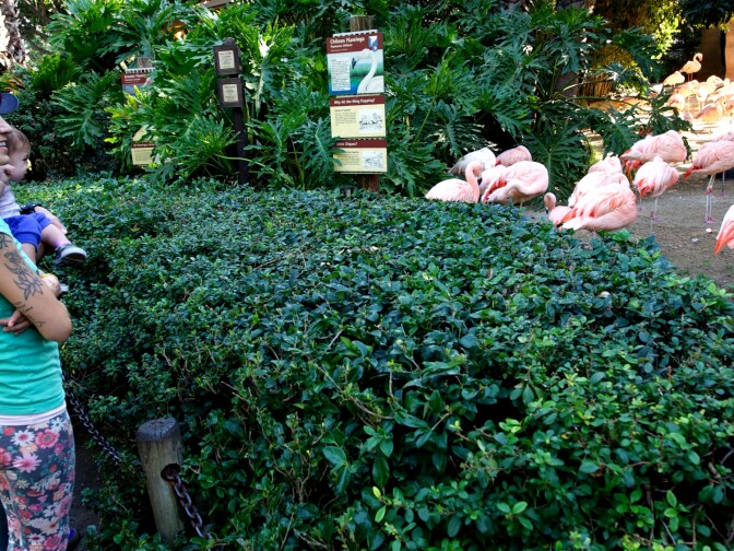 At the LA Zoo's flamingo exhibit. Former curator Mike Dee says flamingos are monogamous, but won't breed unless there are a certain amount of other flamingos around. 