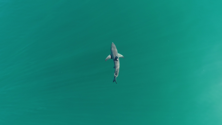 A white shark swimming in deep blue ocean water