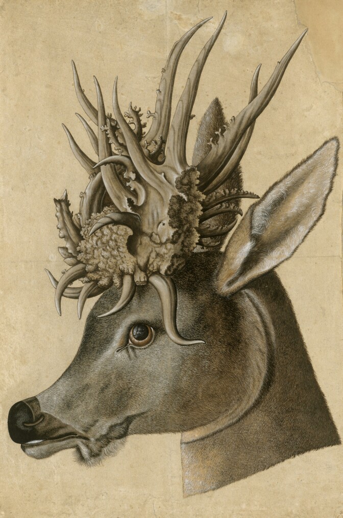 Jörg Ziegler, Head of a Stag with Monstrous Antlers