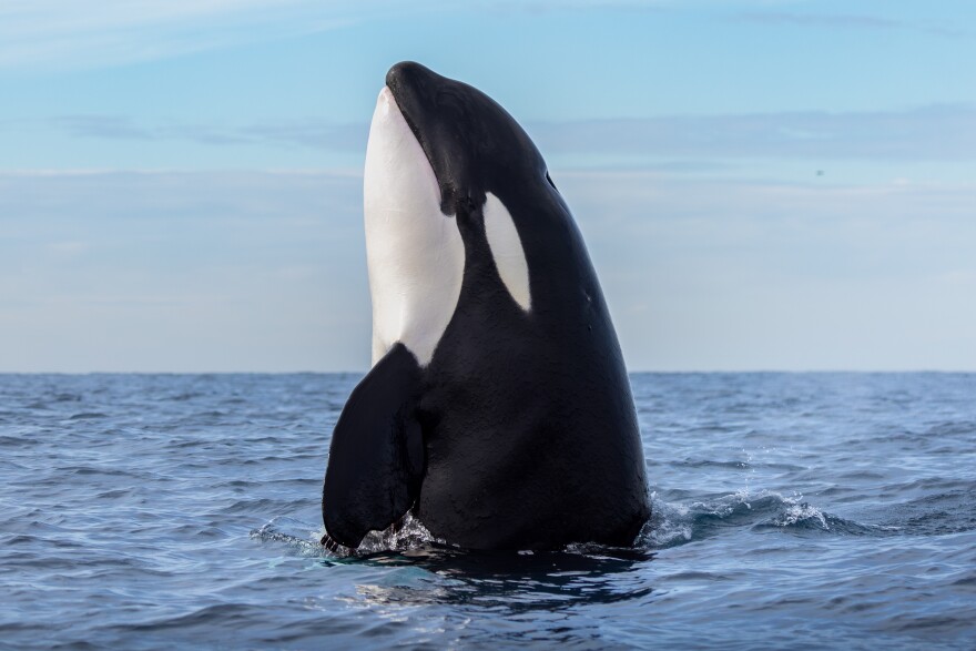 A Rare Orca Pod Is On The Move In SoCal | LAist