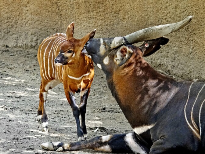 The male Eastern Mountain Bongo may live 20 years and grow to 800 pounds.