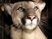 Close up of a young mountain lion with prominent whiskers.