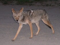 Concerns arose in recent months, leading the Culver City police to start tracking cases involving coyotes.