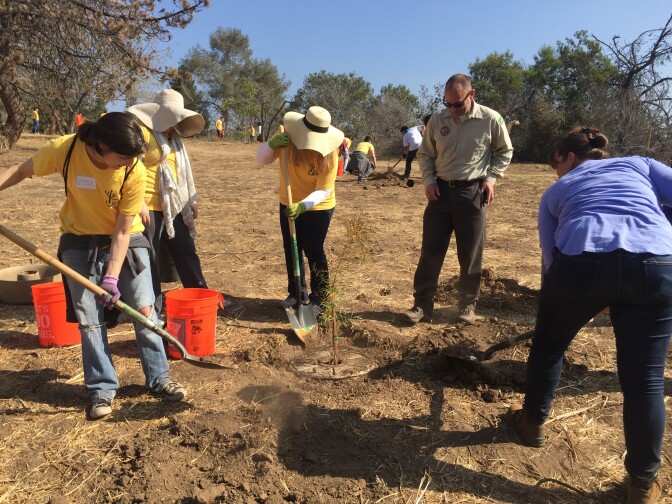 Ranger Leon Boroditsky watches as volunteers help plant new trees at Elysian Park on Saturday.