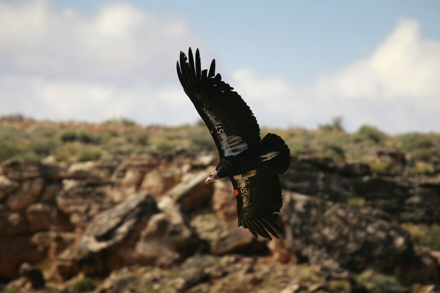 PAGE, AZ - MARCH 24:  A rare and endangered California condor flies over Marble Gorge, east of Grand Canyon National Park, on March 24, 2007 west of Page, Arizona. Condor managers taking blood samples from the 57 wild condors in Arizona both before and after hunting season find that all 57 condors test positive for contamination by lead matching the isotropic fingerprint of the lead commonly used in ammunition, and that those levels rise significantly by the end of the season. Many of the condors become so sick that biologists must re-capture them for lead-poisoning treatments. Several die each year. Experts believe the condors are ingesting the lead as they scavenge gut piles left behind hunters because lead bullets shatter and fragment inside the kill. Officials in Arizona are encouraging hunters to use copper bullets instead of lead-based ammunition and in California, a coalition of conservation groups has sued the California Fish and Game Commission in an effort to force a ban on lead ammunition in Condor ranges. The condors in the Marble Canyon and Vermillion Cliffs area easily fly as far west as Lake Mead, by way of the Grand Canyon, and to Zion National Park and far into Utah. With a wingspan up to 9 ½ feet, they are the largest flying birds in North America. In 1982, when the world population of California condors dropped to only 22 and extinction was believed eminent, biologist captured them and began a captive breeding and release program which has increased the total population to 278, of which 132 now live in the wild in Arizona, California, and Baja California, Mexico.  (Photo by David McNew/Getty Images)