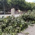 A green tree lays on the sidewalk. The bottom part of the trunk that the tree used to sit on still stands. 