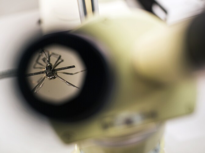 A dead Aedes aegypti mosquito, which transmits Zika virus, sits under a microscope on Feb. 17, 2016 at Orange County Vector Control.