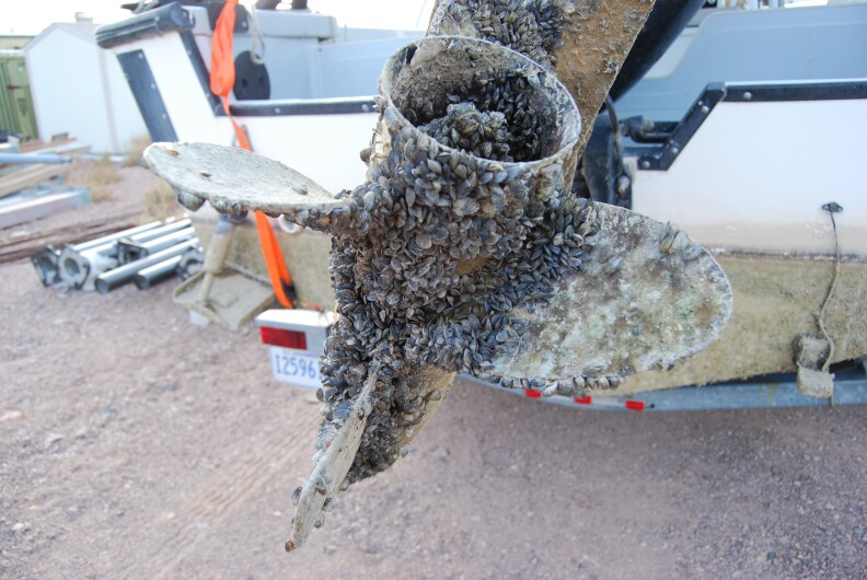 Quagga mussels on boat propeller.
