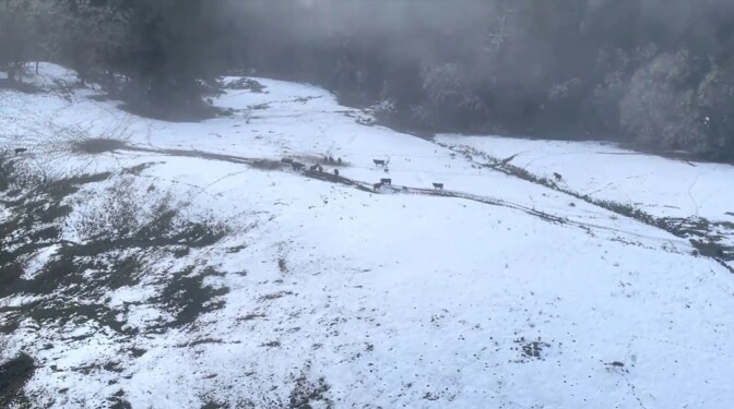 A landscape picture of cattle walking in snow in Northern California. 