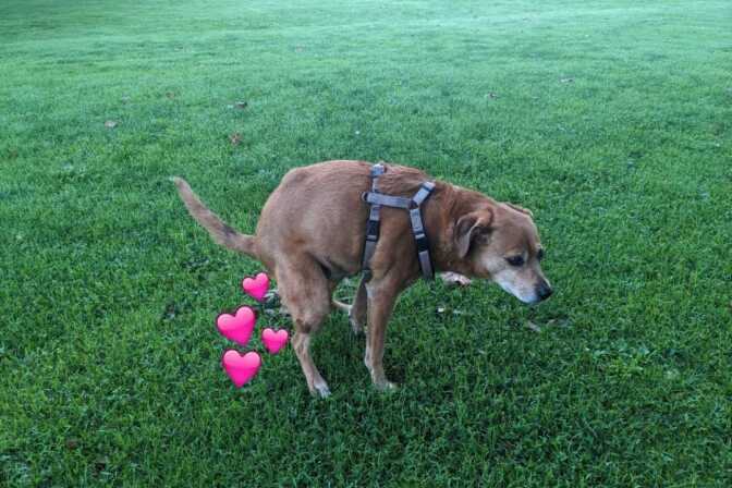 A brown dog is squatting and doing its business in a park with lush green grass