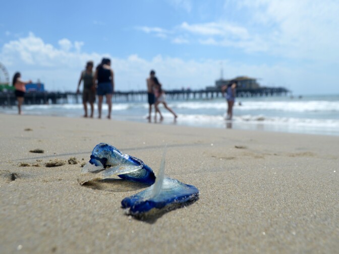 Velella velellas have washed up on California beaches in great numbers in the past. When the jellyfish will appear is not easily predicted.