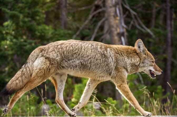 A coyote keeps pace with a car (not seen) as it runs down the road October 8, 2012 in Yellowstone National Park in Wyoming.Yellowstone National Park is America's first national park. It was established in 1872. Yellowstone extends through Wyoming, Montana, and Idaho. The park's name is derived from the Yellowstone River, which runs through the park.