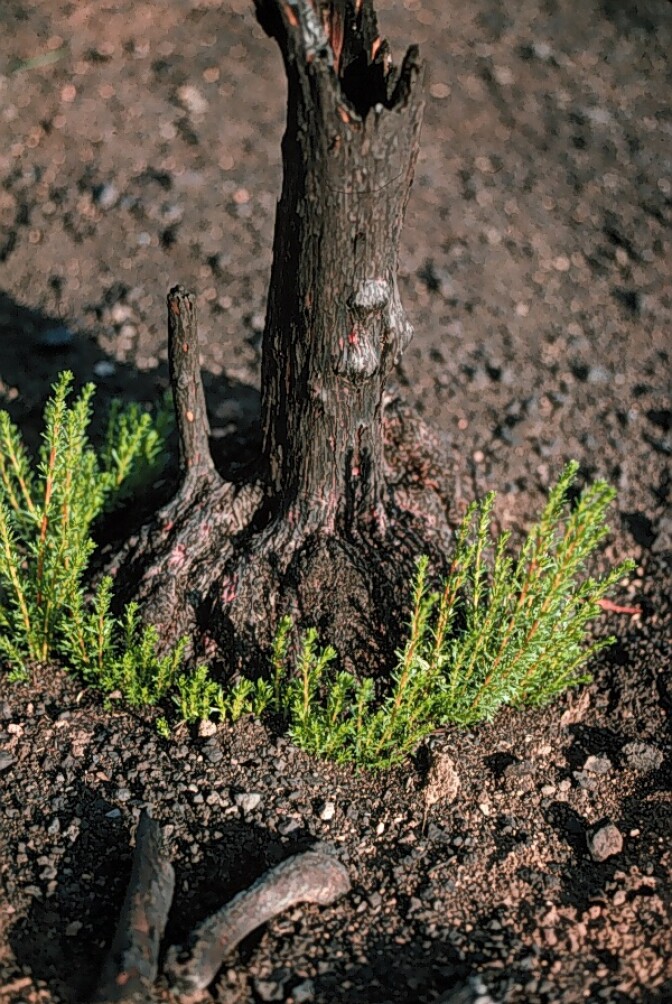 New leaves sprout from the base of a burned chamise, or greasewood, shrub after a wildfire.  