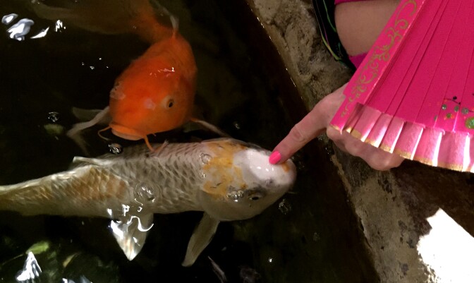 At the French Market in West Hollywood, Angelyne pets a fish named Lightening,who apparently knows and loves her.
