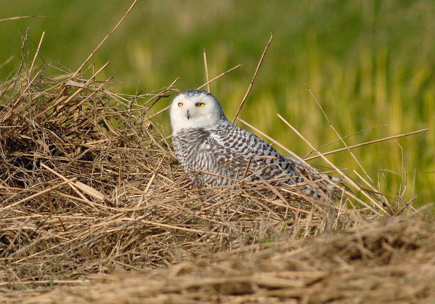 A snowy owl with a white furry face and spots of brown on its body sits on brown brush that appears to be a nest.
