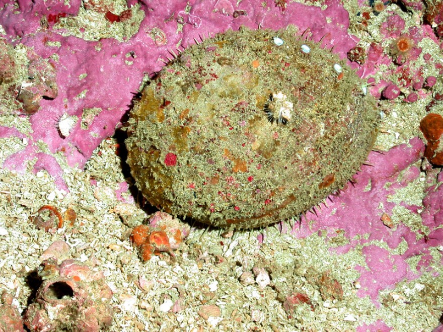 The white abalone (Haliotis sorenseni) was listed as an endangered species effective June 28, 2001.