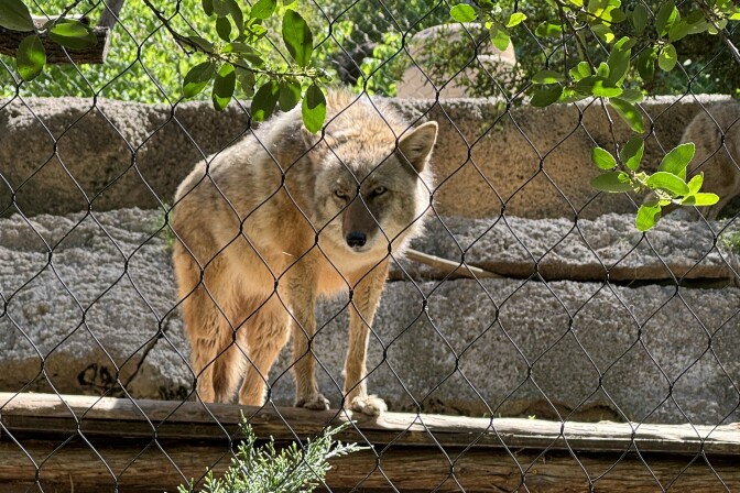 A coyote at the Fort Worth Zoo is photographed in the hours leading up to the April 8 total solar eclipse.
