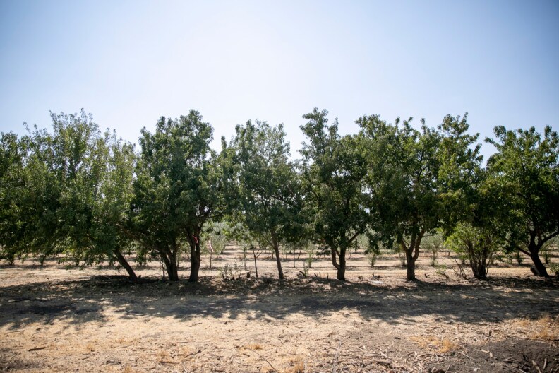 CALMATTERS DROUGHT CROPS