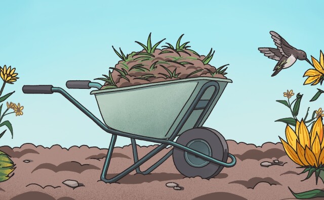 An illustration of a wheelbarrow with dirt and grass in it. It's a profile view of of the wheelbarrow while it sits on a dirt area next to California sunflowers and a humming bird.