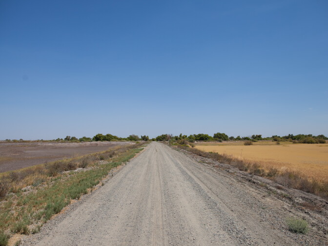 On the left, land that does not receive water or mechanical treatment will eventually turn into uplands which contain less variation and consist of salt grass or prickly lettuce. On the right is an irrigated section with dormant swamp timothy that will become a food source for birds once it receives more water. 